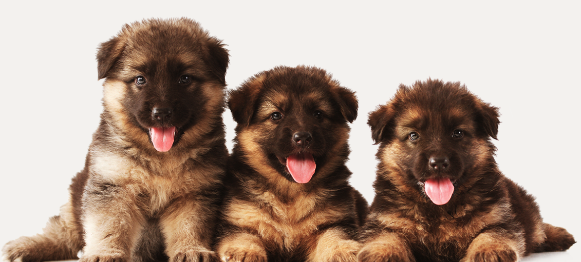 Loyal, Courageous, Savvy